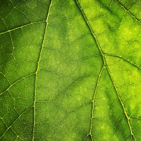 Green Leaf