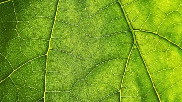 Green Leaf