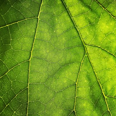 Green Leaf