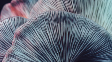 Close Up Beautiful Bunch Mushrooms Color Light In The Tree Background Texture. Macro Photography View.