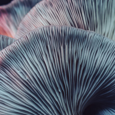Close Up Beautiful Bunch Mushrooms Color Light In The Tree Background Texture. Macro Photography View.