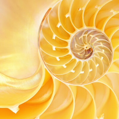 Close Up Of A Nautilus Shell Revealing Its Intricate Patterns, Textures, And Details