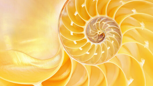 Close Up Of A Nautilus Shell Revealing Its Intricate Patterns, Textures, And Details