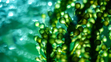 Photobioreactor In Lab Algae Fuel Biofuel Industry. Algae Fuel O