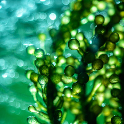 Photobioreactor In Lab Algae Fuel Biofuel Industry. Algae Fuel O