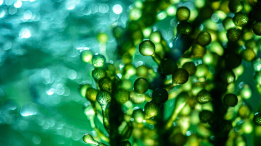 Photobioreactor In Lab Algae Fuel Biofuel Industry. Algae Fuel O